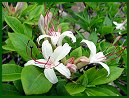 Swamp Honeysuckle