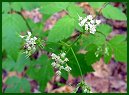 Sweet Cicely