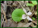 Sweet White Violet