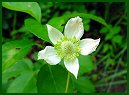 Thimbleweed