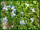 Thyme-leaved Bluets