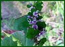 Showy Tick-Trefoil