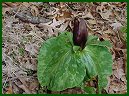 Toadshade (Red Trillium)