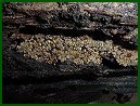 Toadskin Lichen