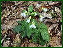 Toothwort