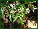 Cutleaf Toothwort