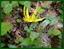 Trout Lily