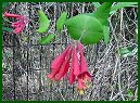 Trumpet Honeysuckle