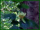 Tulip Poplar (flower on tree)