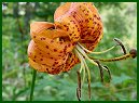 Turk's-cap Lily