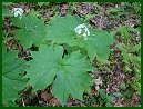 Umbrella Leaf