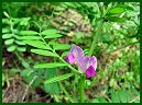 Beach Pea (variety)