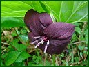 Vasey's Trillium