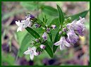 Virginia Mountain Mint