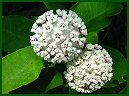 White Milkweed