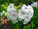 White Phlox