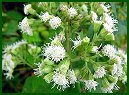 White Snakeroot