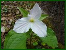 White Trillium