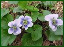Common Blue Violet (White Varity)