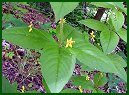 Whorled Loosestrife