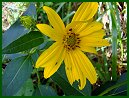 Wide-leaved Sunflower