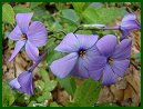 Wild Blue Phlox