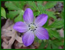 Wild Geranium