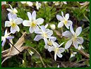 Wild Pansy