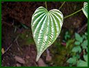 Whorled Wild Yam (not blooming)