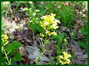 Common Winter Cress