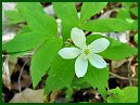 Wood Anemone