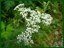 Yarrow