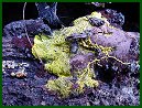 Yellow Lichen