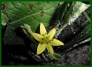 Yellow Star Grass