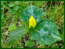 Yellow Trillium