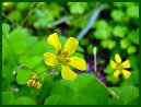 Yellow Wood Sorrel