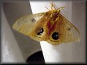 Io Moth