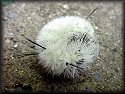 Banded Tussock Moth Catapillar