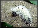 Banded Tussock Moth Catapillar