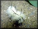 Banded Tussock Moth Catapillar