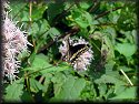 Black Swallowtail Butterfly