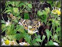 Common Buckeye Butterfly