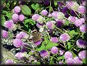 Common Buckeye Butterfly