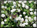 Common Buckeye Butterfly