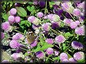 Common Buckeye Butterfly