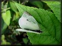 Cabbage White