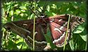 Male Cecropia Moth