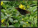 Dark Female Tiger Swallowtail Butterfly