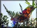 Gulf Fritillary Butterfly