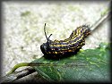 Gulf Fritillary Caterpillar